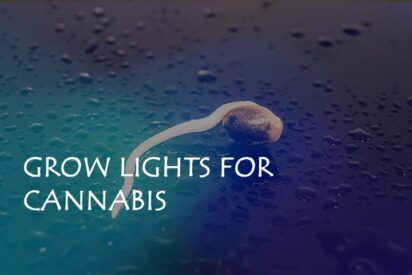 grow lights for cannabis