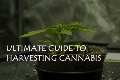 ultimate guide to harvesting cannabis