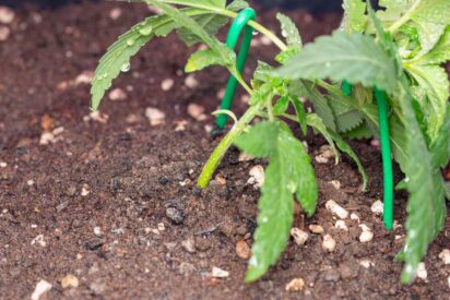 How to Grow Marijuana with Low Stress Training