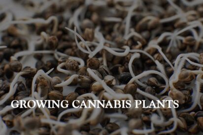 growing cannabis plants