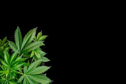 A Guide for Indoor Marijuana Growers