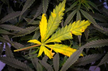 Cannabis Light Burn Symptoms and Solutions