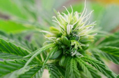 Early Signs of Hermie Plant You Should Know