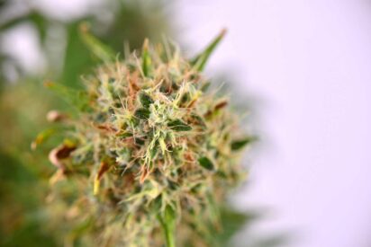 Factors to Consider Before Growing Regular Cannabis Seeds