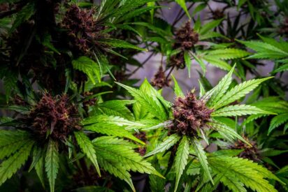 How to Grow Purple Weed