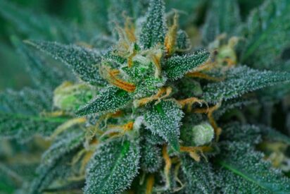 Must Have Feminized Cannabis Strains