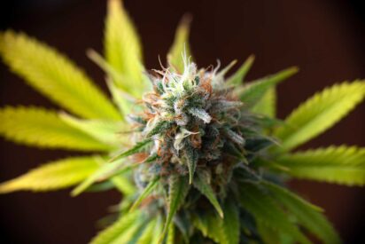 Regular Cannabis Seeds Facts and Information