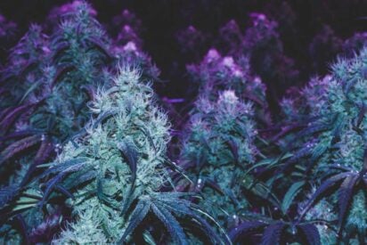 12 Best Sativa Strains You will Surely Love