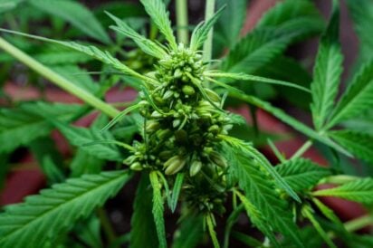 Early Signs of Male Plant of Cannabis