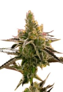 24K Gold Feminized Cannabis Seeds