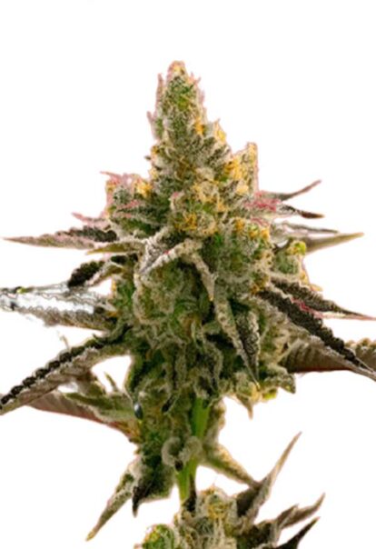 24k Gold Feminized Cannabis Seeds