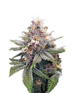 3 Kings Autoflowering Cannabis Seeds