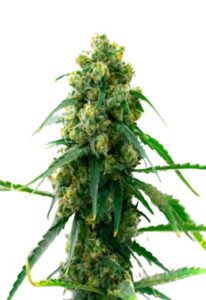 3 Kings Feminized Cannabis Seeds