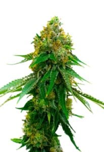 5 Alive Feminized Cannabis Seeds