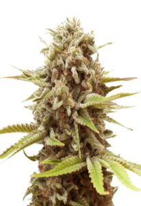 A La Mode Feminized Cannabis Seeds