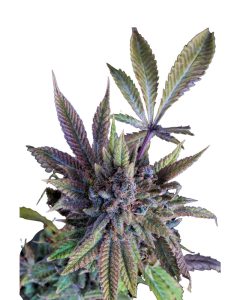 Acapulco Gold Autoflowering Seeds