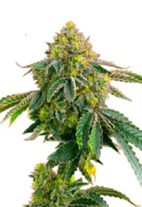 Afghan Feminized Cannabis Seeds