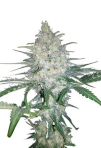 Afghan Kush Feminized Cannabis Seeds