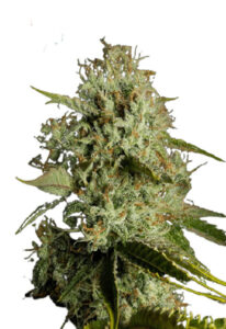 Agent Orange Regular Cannabis Seeds