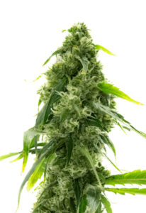 AK-47 Autoflower Cannabis Seeds