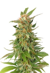 Alaskan Thunder Fuck Feminized Cannabis Seeds