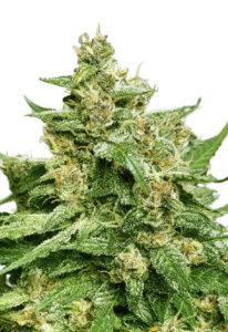 Alien Candy Autoflower Cannabis Seeds