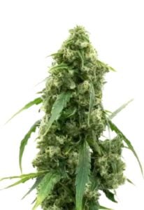 Alien Gorilla Glue Feminized Cannabis Seeds