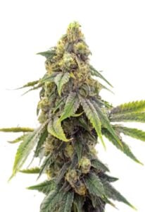 Alien OG Feminized  Cannabis Seeds