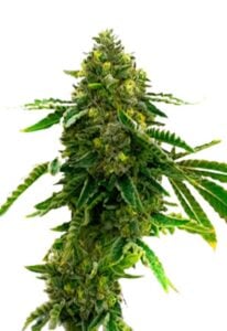 Alien Technology Feminized Cannabis Seeds