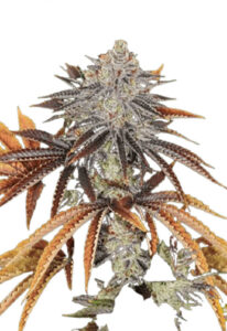 Alien Technology Regular Cannabis Seeds