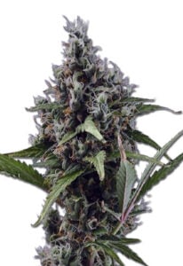 Aloha Autoflower Cannabis Seeds