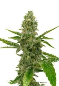 American Haze/ California Haze Feminized Cannabis Seeds