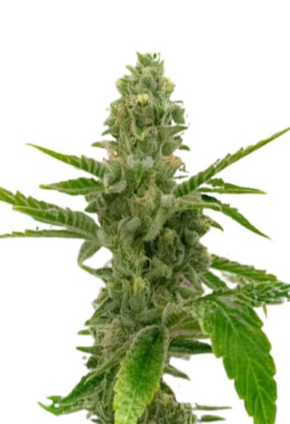 American Haze California Haze Feminized Cannabis Seeds