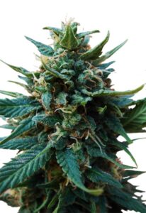 American Pie Feminized Cannabis Seeds