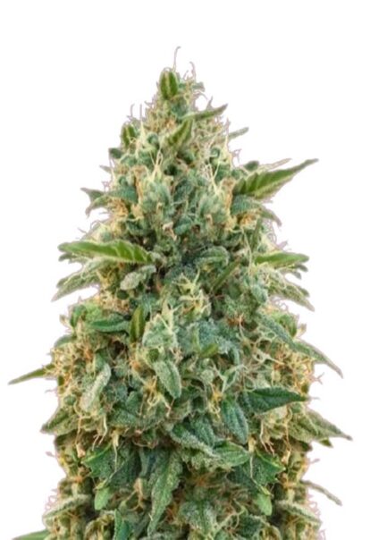 Amnesia Feminized Cannabis Seeds