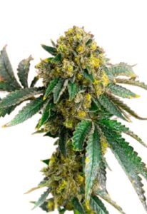 Amnesia Haze Feminized Cannabis Seeds