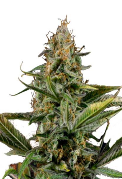 Amnesia Kush Autoflower Cannabis Seeds