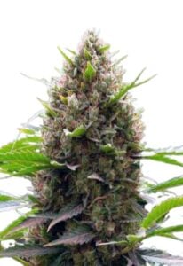 Amnesia Kush Feminized Cannabis Seeds