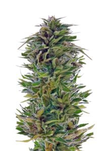 Amnesia Lemon Feminized Cannabis Seeds