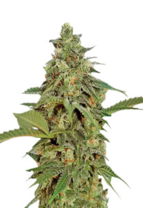 Amnesia Lemon Regular Cannabis Seeds