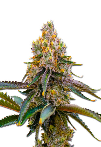 Amnesia Purple Feminized