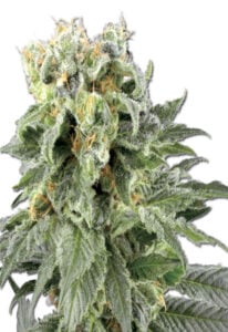 Angel OG Autoflower Cannabis Seeds