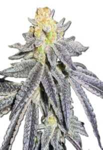 Animal Cookies Autoflower Cannabis Seeds