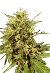 Auto CBD Fruit Cannabis Seeds (1:20)