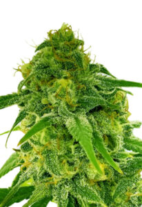 Auto CBD Jack Herer Cannabis Seeds