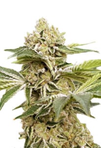 Auto CBDV Cannabis Seeds