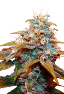 Auto CBDV Indica Cannabis Seeds