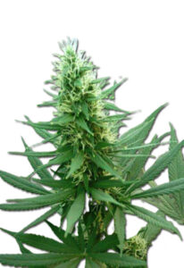 B-52 Feminized Cannabis Seeds