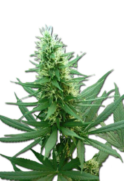 B 52 Feminized