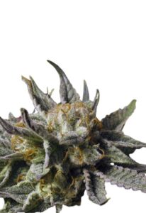 BC God Bud Regular Cannabis Seeds